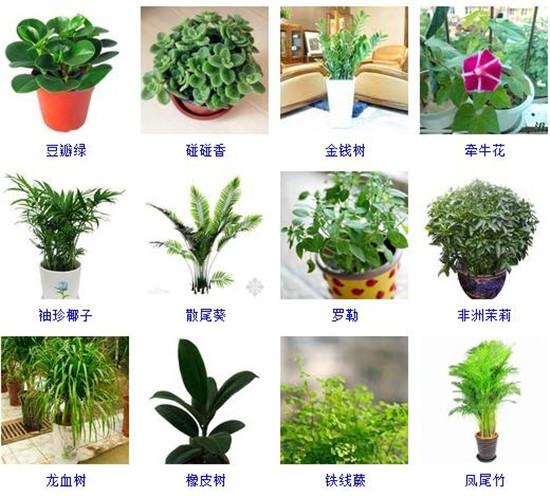 96种室内植物图片及名称室内植物品种大全图片