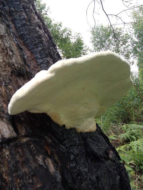 长在过火干枯松树上的,是不是灵芝?能食用吗?