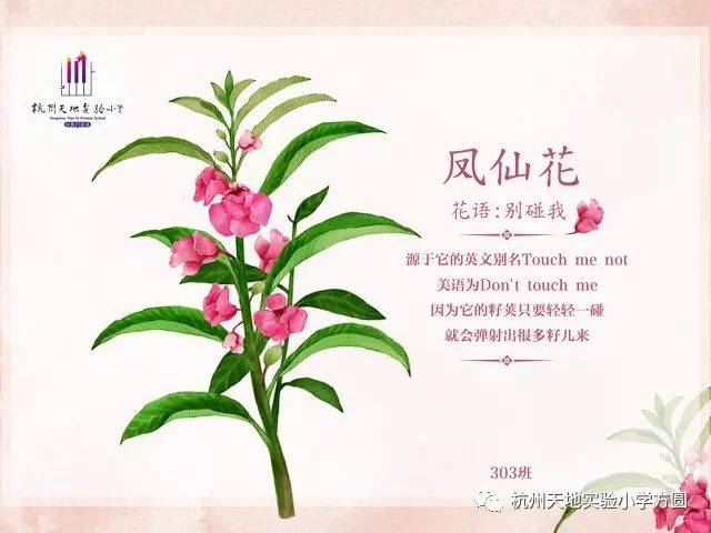 任何一种植物背后都有许多故事,凤仙花也不例外,三年级