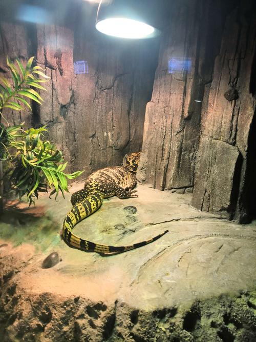 滨城区第八中学2017级一,二班济南野生动物园研学游行