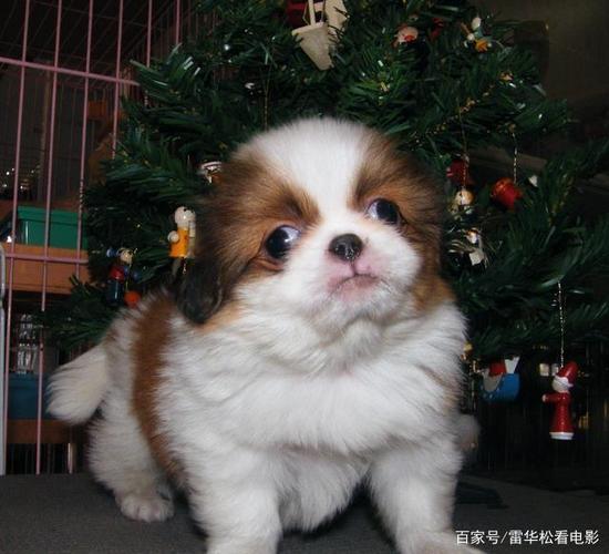 柴犬,秋田犬很流行,但日本还有一种古老冷门的狗狗:日本狆