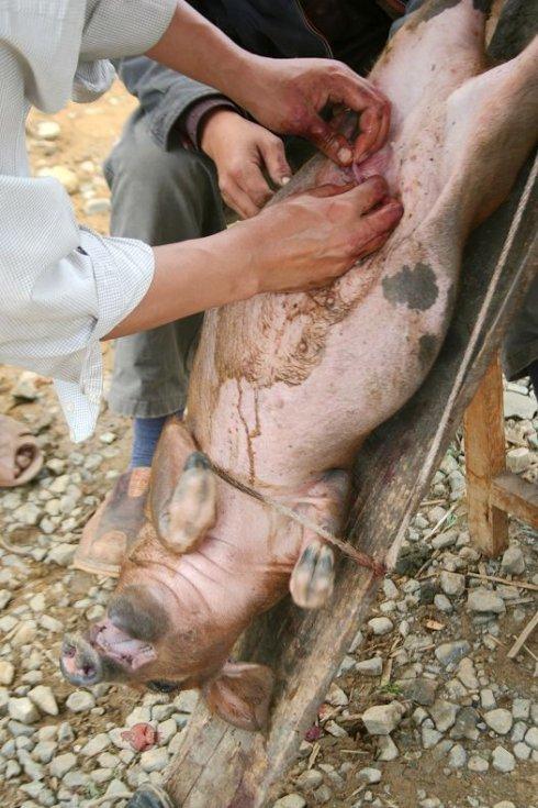 一阵撕心裂肺的惨叫声,原来是在阉猪,我相机对着它,不敢看,惨 阉猪4