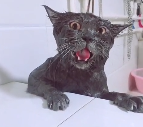 铲屎官给猫洗澡,猫咪一脸不开心,这表情真的绝了