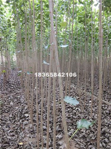 山东聊城杨树苗基地,杨树苗批发供应1-3公分一年苗优质107杨树苗,107