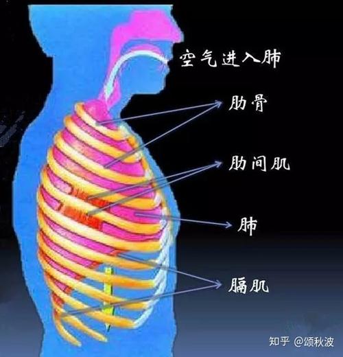 跑步累,也许是因为你不会呼吸