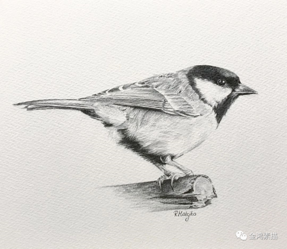 活灵活现的各种鸟类素描