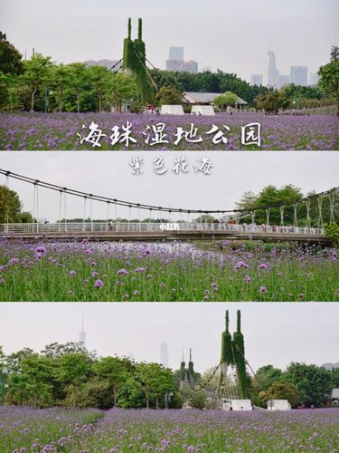 广州小众游|93紫色花海·海珠湿地公园_飞龙桥_花海