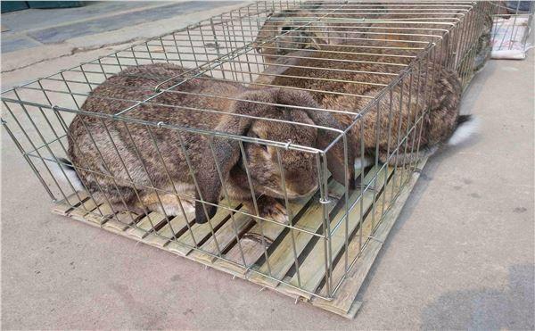 应城市肉兔獭兔的价格兔子养殖基地