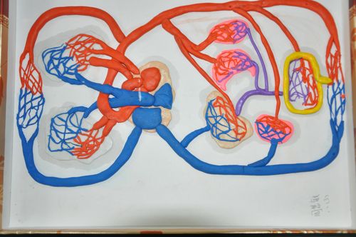 如何促进血液循环 血液循环不得不说的那些事