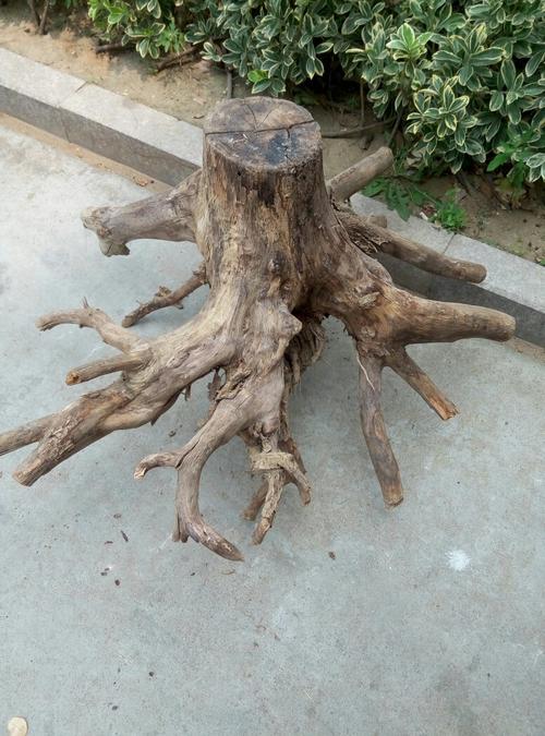 有哪位根雕师傅能帮忙看看这个树根能雕刻什么?