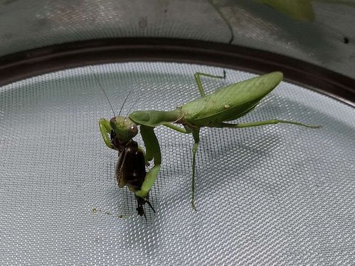 养小螳螂的乐趣