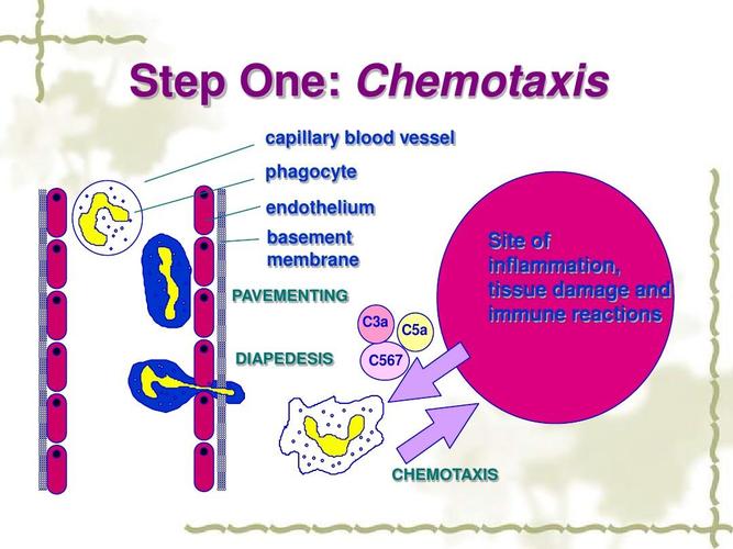 医学院课件 step one: chemotaxis capillary blood vessel phagocyte