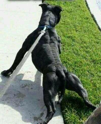 改良肉狗,杂交肉狗,比利时马犬,阿根廷杜高犬,比特犬,德国牧羊犬,格力