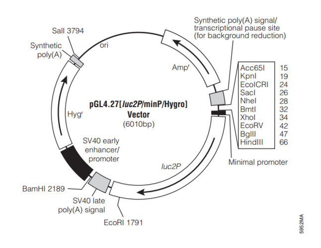pgl4.27[luc2p/minp/hygro] 质粒图谱