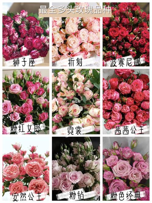 一次认识所有多头玫瑰多头玫瑰品种大全