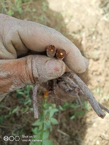 云南小红参,自己去山林里面挖的