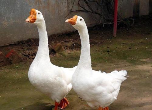 鹅鸭双陂雨楂梨小树霜