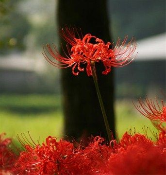 12星座女生性格专属花卉