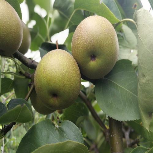 早酥红梨苗,鄂梨2号梨苗2020年新报价