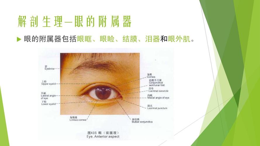 解剖生理—眼的附属器   眼的附属器包括眼眶,眼睑,结膜,泪器和眼外肌