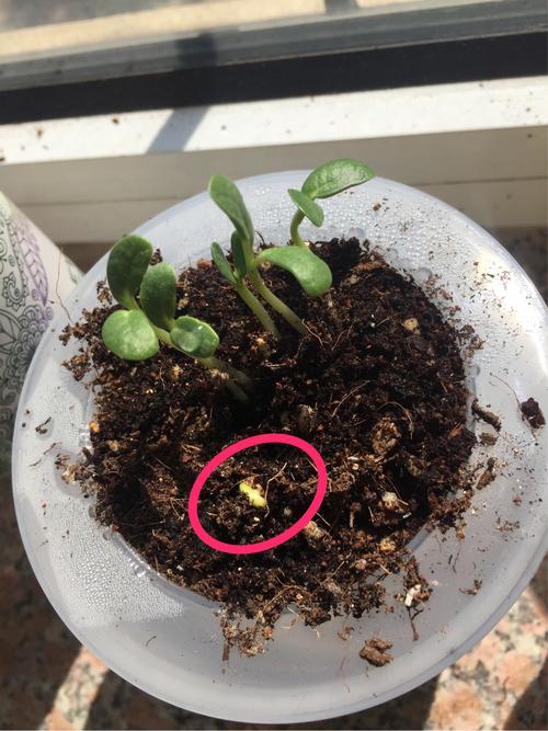 1.3苗雅欣科学课---鲁冰花种植记录