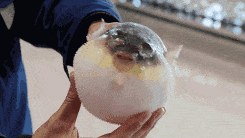 传说中拼死吃的河豚,到底有有多好吃?