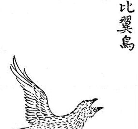 比翼鸟是什么鸟比翼鸟象征着什么