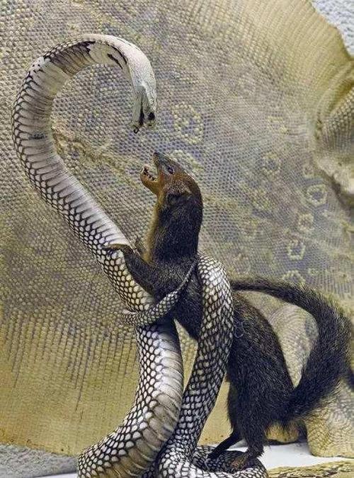 蛇獴:动物界的游击战专家|老鼠|毒蛇|眼镜蛇_网易订阅