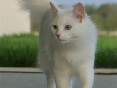 土耳其安哥拉猫鉴别