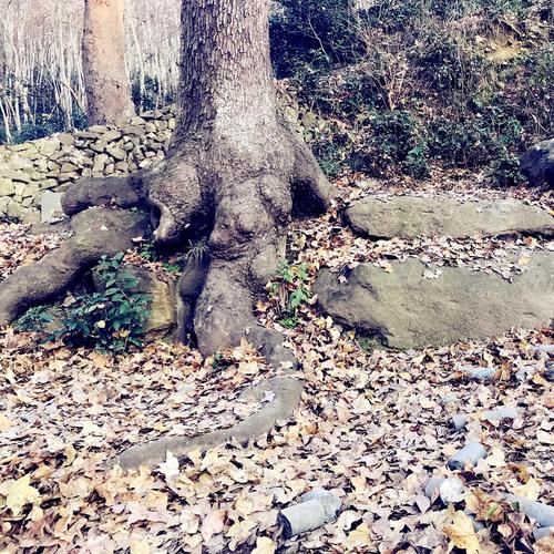 古枫树裸露在地表的根.