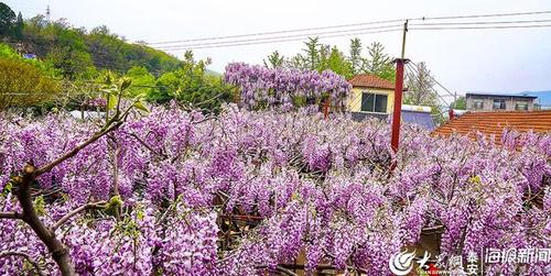 这就是山东丨泰安:泰山脚下紫藤花开 浪漫紫色如梦如幻