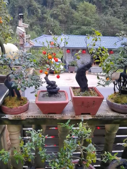 小品血红果金弹子_长阳艺廷盆景园攻略_家居家装_家居