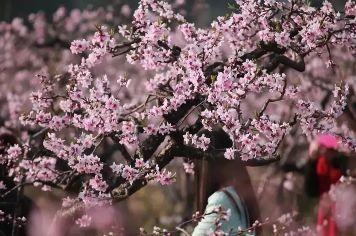 民和桃花