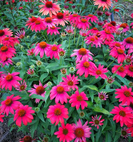 多年生耐寒耐热宿根花卉 盛世玫瑰松果菊盆苗 松果菊盛情