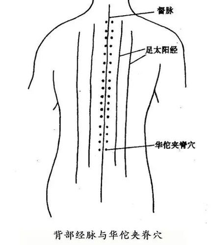 2. 背俞穴及华佗夹脊穴
