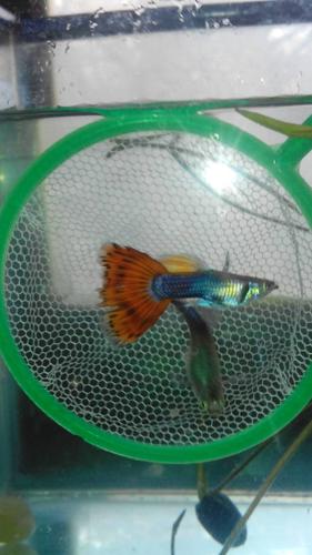 为什么这个孔雀鱼跟其他孔雀鱼不一样 好像多了一个器官一样这种鱼能