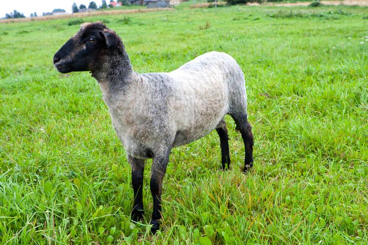 黑色,绵羊,剃,地点