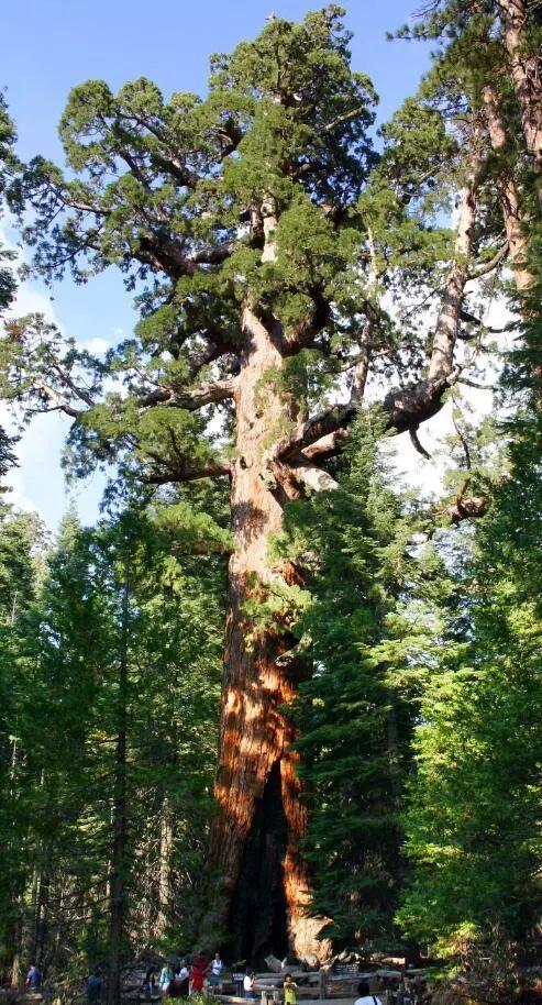 世界上最高的树是什么,有多高?