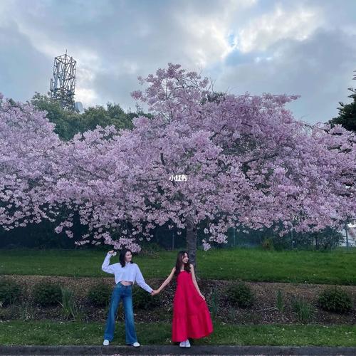 樱花94_樱花_樱花校园_游戏_手机游戏