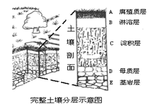 气候  c.植物 d.成土母质 (2)读下面"完整土壤分层示意图"