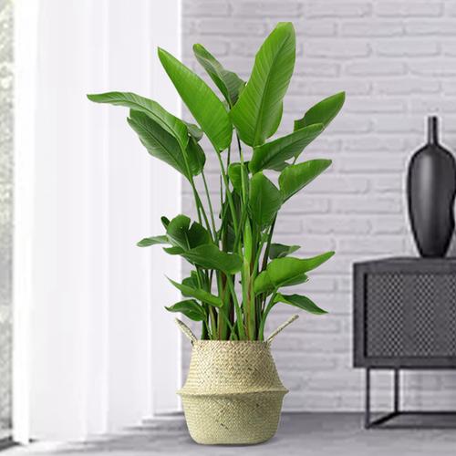 购客天堂鸟盆栽观叶鹤望兰客厅植物室内花卉大叶绿植办公室大型北欧大