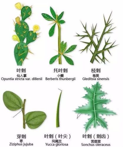 叶基植物形态彩色图解大全植物形态彩色图解大全▼叶缘植物形态彩色