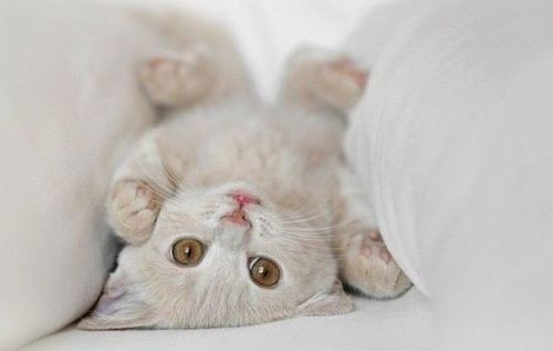 喵星人是从遥远外太空的喵星球来到地球的外星人,利用很萌的外表骗取