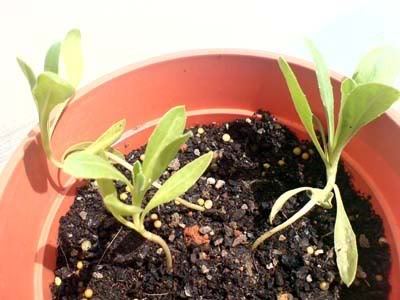 **一个月左右的金盏菊幼苗**