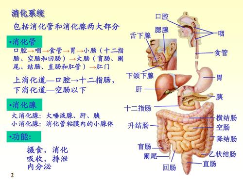 临床上常把口腔到十二指肠的这一段称上消化道,空肠及以下的部分称下