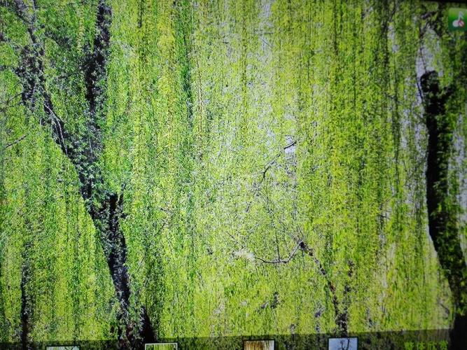 夏天的柳树——枝叶繁茂.