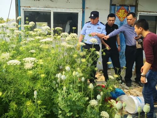 南通严厉禁止非法种植毒品原植物