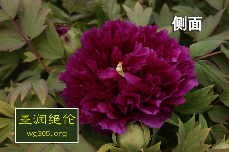 墨润绝伦13年牡丹苗批发价格品种图片大全