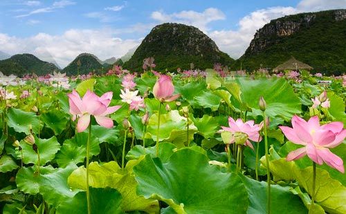 普者黑怎么玩比较好云南普者黑旅游攻略