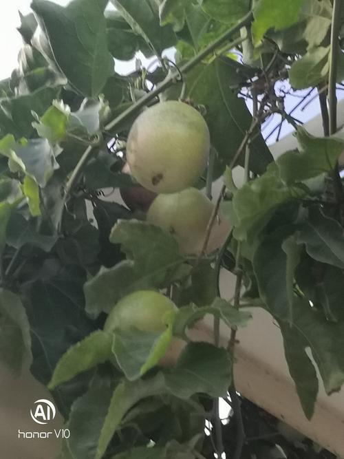 北海水果藤本植物类:1.